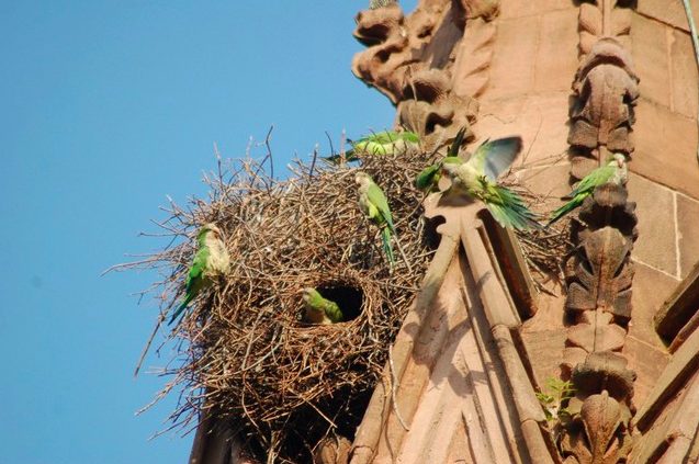 Green-Wood Parrots