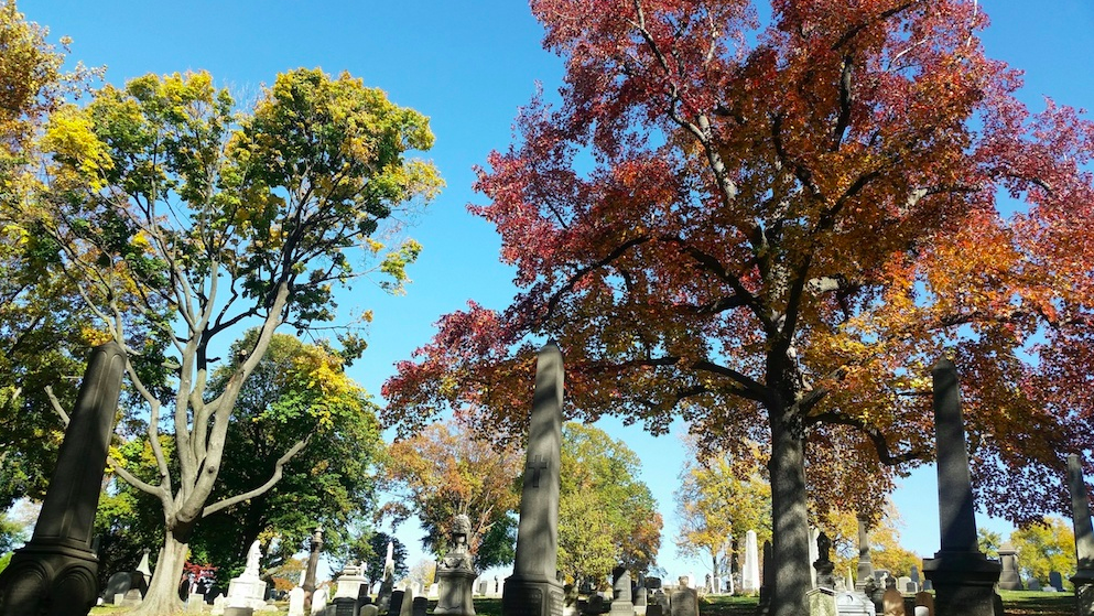 Green-Wood Trees