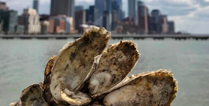 Oyster farming NYC